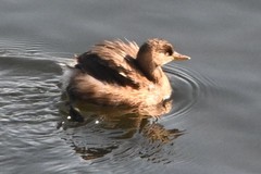 Tachybaptus ruficollis