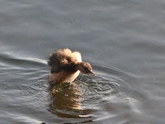 Tachybaptus ruficollis