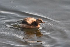 Tachybaptus ruficollis