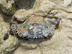 Thranita danae