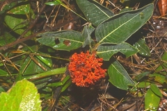 Palicourea officinalis