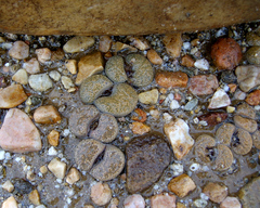 Lithops localis