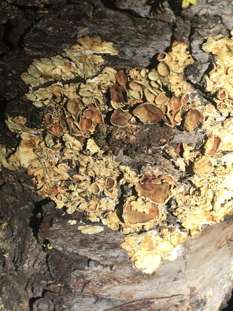 Candlewax Lichens