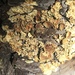 Mountain Candlewax Lichen - Photo (c) Liam O'Brien, some rights reserved (CC BY-NC), uploaded by Liam O'Brien