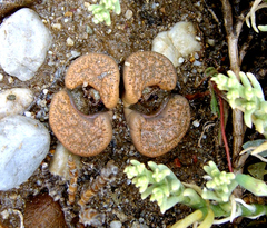 Lithops localis