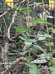 Erythrocebus