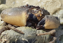 Myomenippe hardwickii