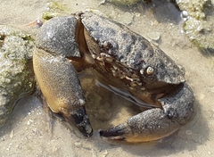 Myomenippe hardwickii