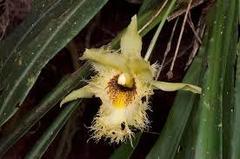 Chondroscaphe embreei