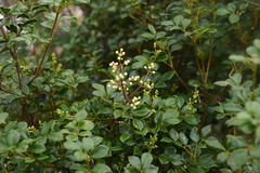Amyris apiculata