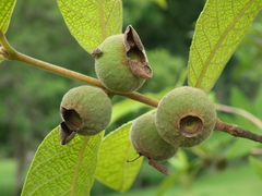 Campomanesia guazumifolia