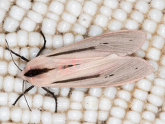 Creatonotos punctivitta