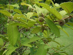 Campomanesia guazumifolia