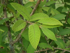 Campomanesia guazumifolia