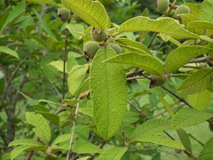 Campomanesia guazumifolia