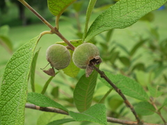 Campomanesia guazumifolia