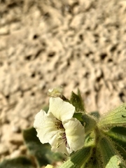 Hyoscyamus desertorum