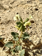 Hyoscyamus desertorum