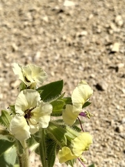 Hyoscyamus desertorum