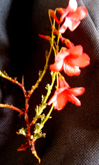 Hermannia grandiflora