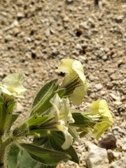 Hyoscyamus desertorum