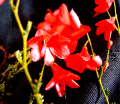 Hermannia grandiflora