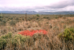 Hermannia grandiflora