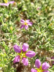 Fagonia mollis