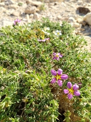 Fagonia mollis