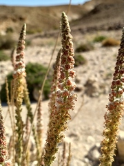 Reseda stenostachya