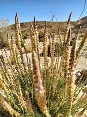 Reseda stenostachya