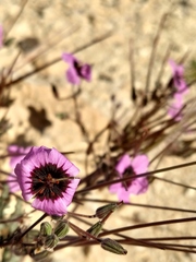 Erodium crassifolium