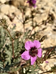 Erodium crassifolium