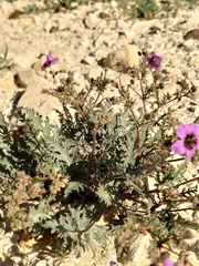 Erodium crassifolium