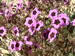 Erodium crassifolium