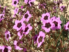 Erodium crassifolium