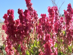 Rumex cyprius