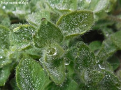 Clinopodium creticum