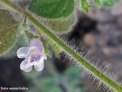 Clinopodium creticum