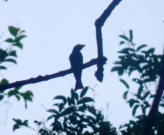 Dicrurus modestus coracinus