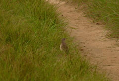Anthus pallidiventris