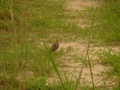 Anthus pallidiventris