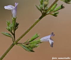 Clinopodium creticum