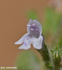 Clinopodium creticum