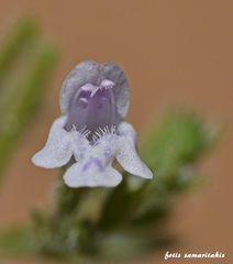 Clinopodium creticum
