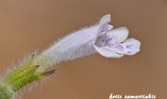 Clinopodium creticum