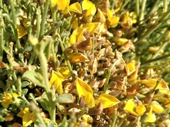 Crotalaria aegyptiaca