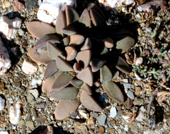 Deilanthe