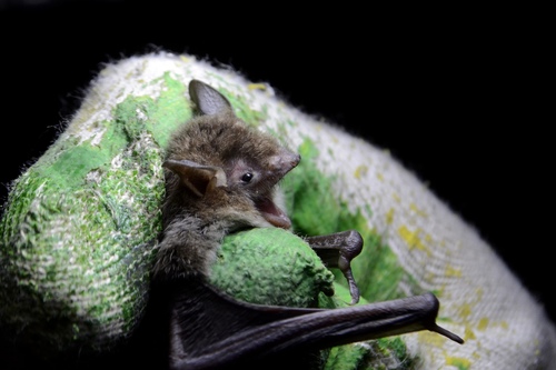 pond bat, Bagrationovskiy rayon, RU-KN, RU, photo 6 of 10