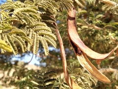 Acacia pachyceras